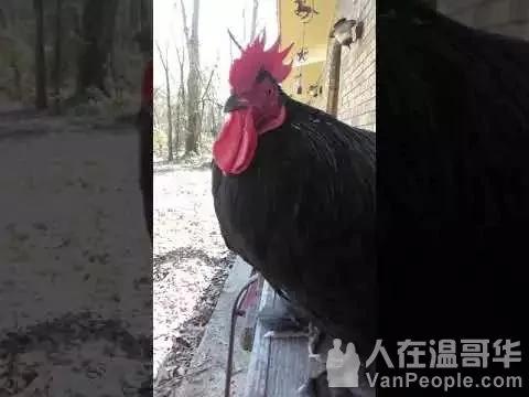 公鸡每天都去迎接自己小主人 持续几百天