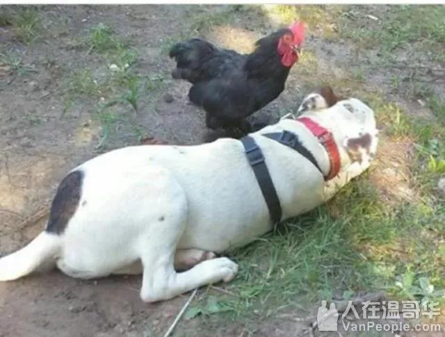 公鸡每天都去迎接自己小主人 持续几百天
