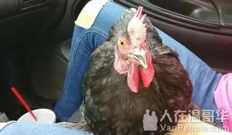 公鸡每天都去迎接自己小主人 持续几百天