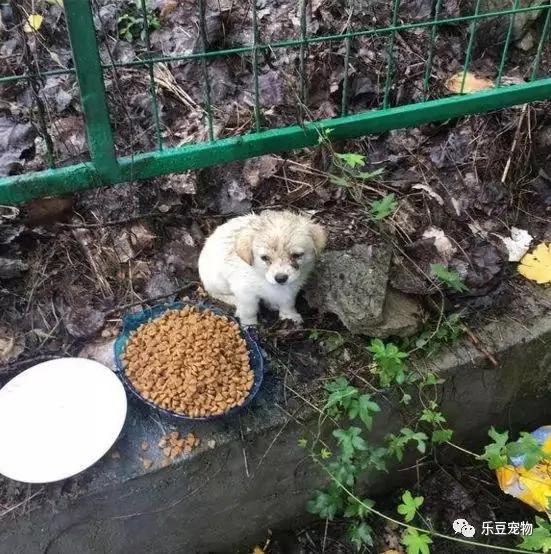 暴雨中遇到小土狗 照顾几个月之后 好多朋友跟我抢!