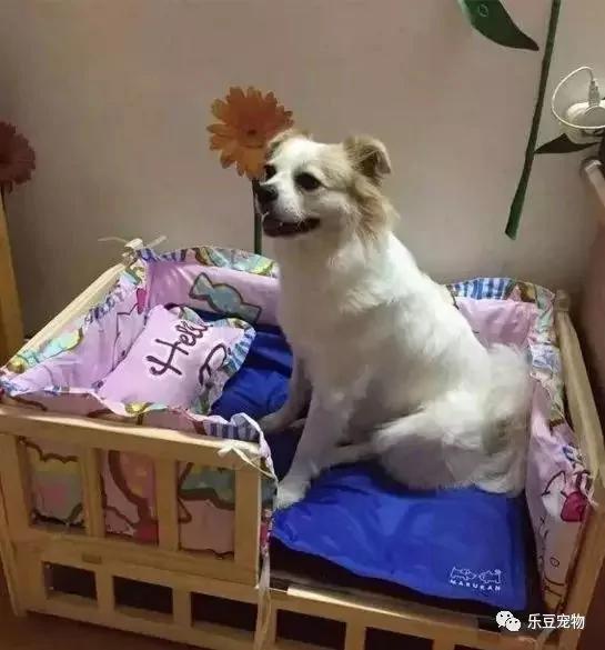 暴雨中遇到小土狗 照顾几个月之后 好多朋友跟我抢!