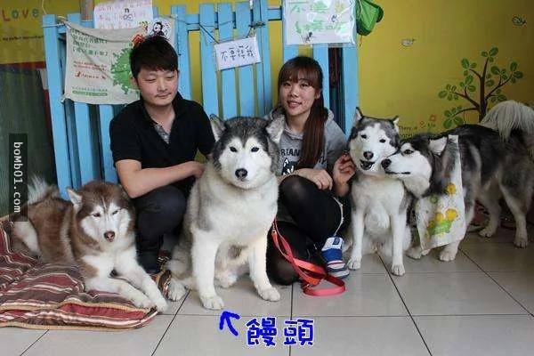 主人被领养的“哈士奇”咬伤 想送它回收容所 但改变做法的结局超温馨!