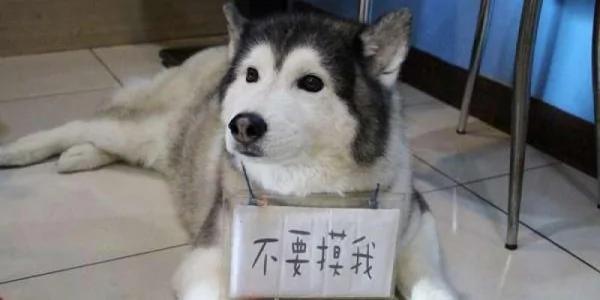 主人被领养的“哈士奇”咬伤 想送它回收容所 但改变做法的结局超温馨!