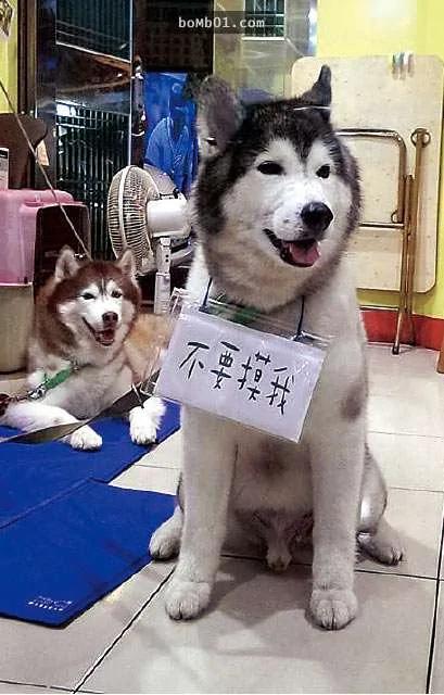 主人被领养的“哈士奇”咬伤 想送它回收容所 但改变做法的结局超温馨!