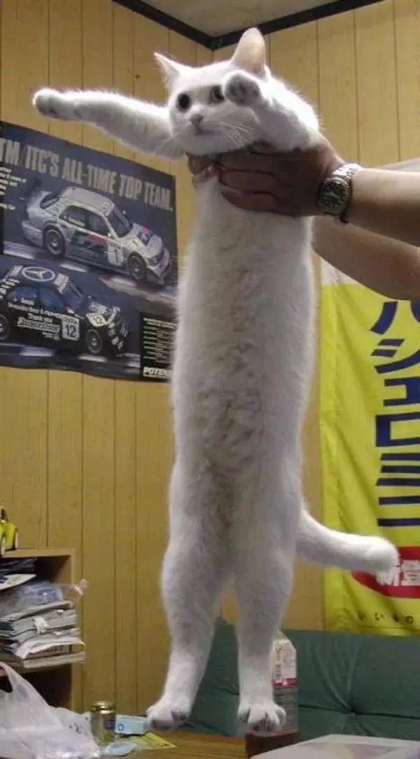 猫咪身体到底可以伸多长?网友们分享家中的喵星人!