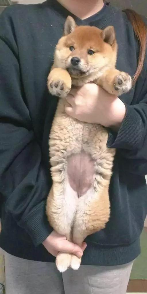 猫咪身体到底可以伸多长?网友们分享家中的喵星人!