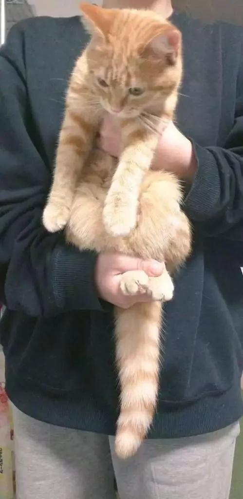 猫咪身体到底可以伸多长?网友们分享家中的喵星人!