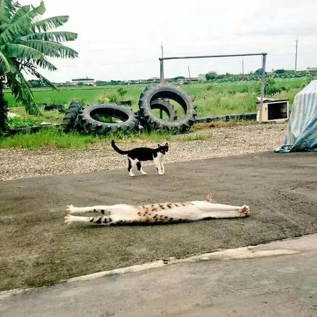 猫咪身体到底可以伸多长?网友们分享家中的喵星人!