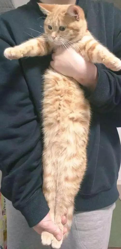 猫咪身体到底可以伸多长?网友们分享家中的喵星人!