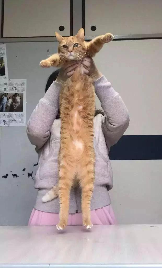 猫咪身体到底可以伸多长?网友们分享家中的喵星人!