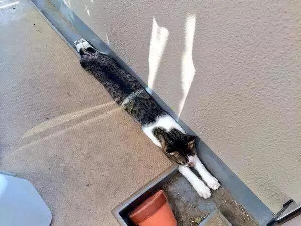 猫咪身体到底可以伸多长?网友们分享家中的喵星人!