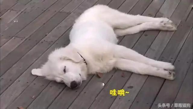 狗狗遛弯时突然倒地不起 路人:这狗子怕是不行了!