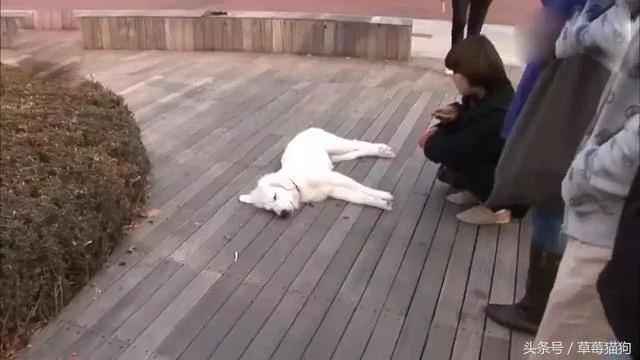狗狗遛弯时突然倒地不起 路人:这狗子怕是不行了!