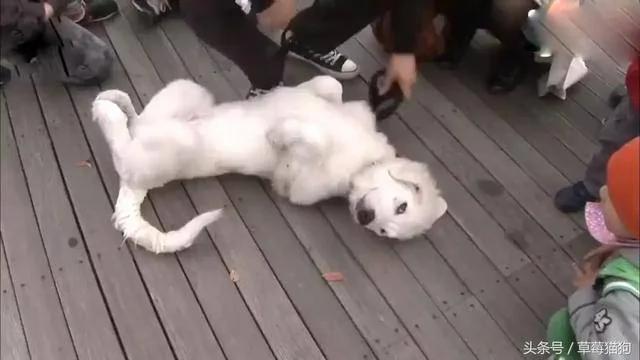 狗狗遛弯时突然倒地不起 路人:这狗子怕是不行了!