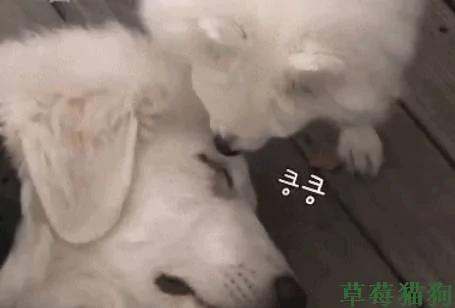 狗狗遛弯时突然倒地不起 路人:这狗子怕是不行了!