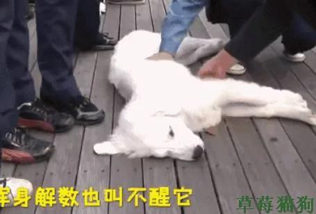 狗狗遛弯时突然倒地不起 路人:这狗子怕是不行了!