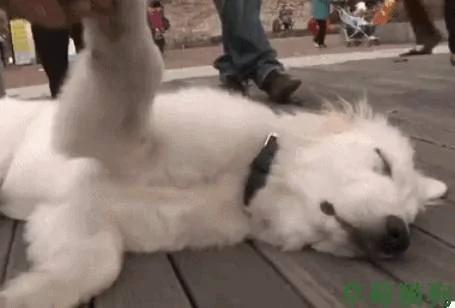 狗狗遛弯时突然倒地不起 路人:这狗子怕是不行了!