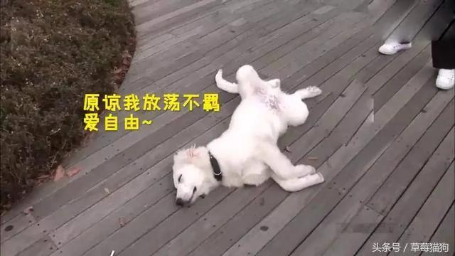 狗狗遛弯时突然倒地不起 路人:这狗子怕是不行了!