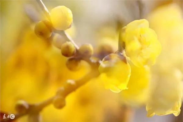 腊月到!这些古老的习俗和文化 你可曾瞭解?来 读读古诗词