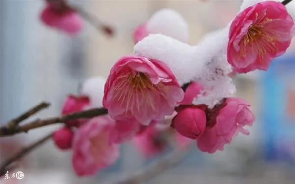腊月到!这些古老的习俗和文化 你可曾瞭解?来 读读古诗词