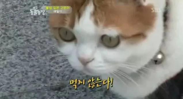 这只猫为报恩在寺庙跪拜4年 吃斋念佛不杀生。