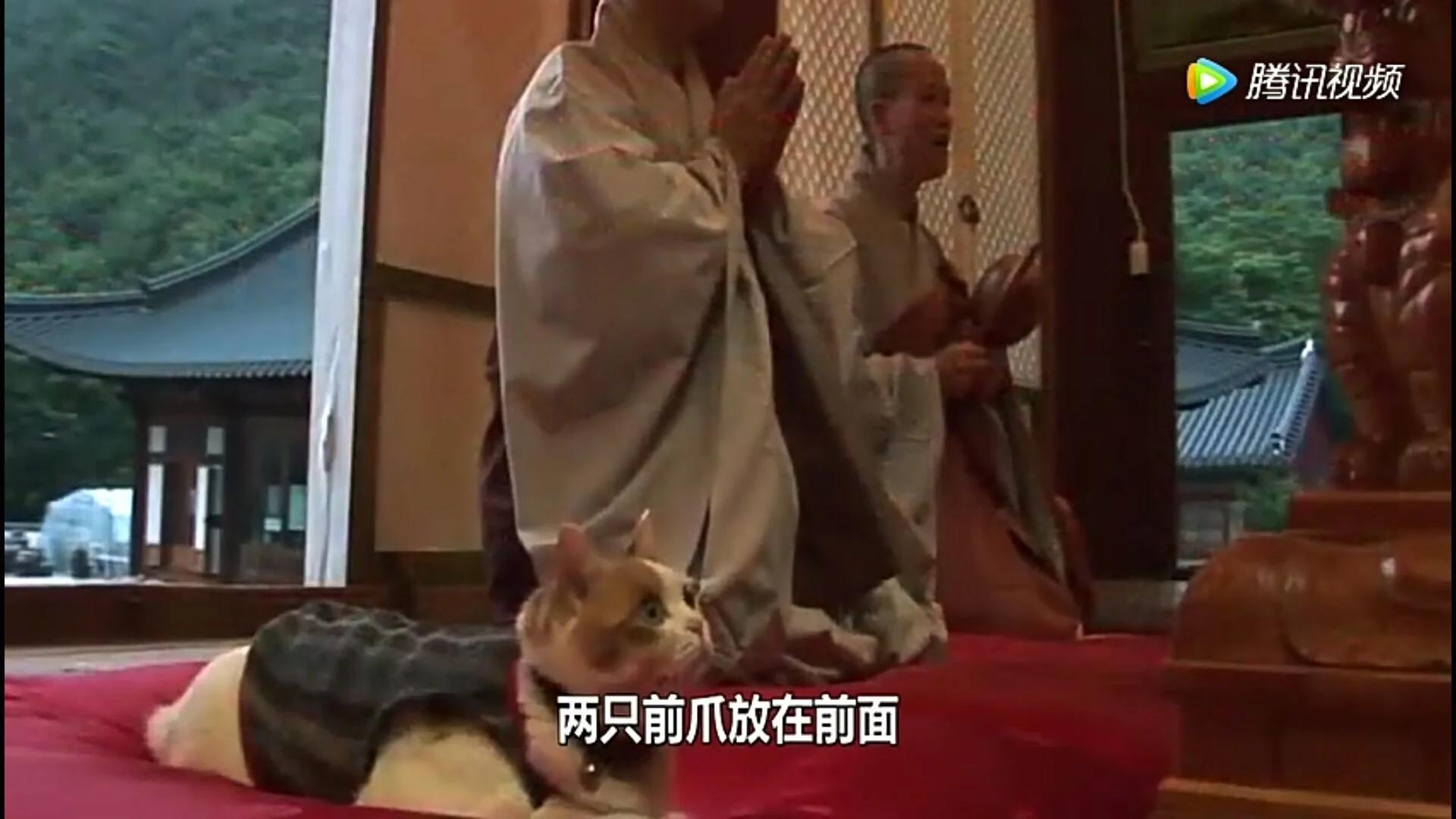 这只猫为报恩在寺庙跪拜4年 吃斋念佛不杀生。
