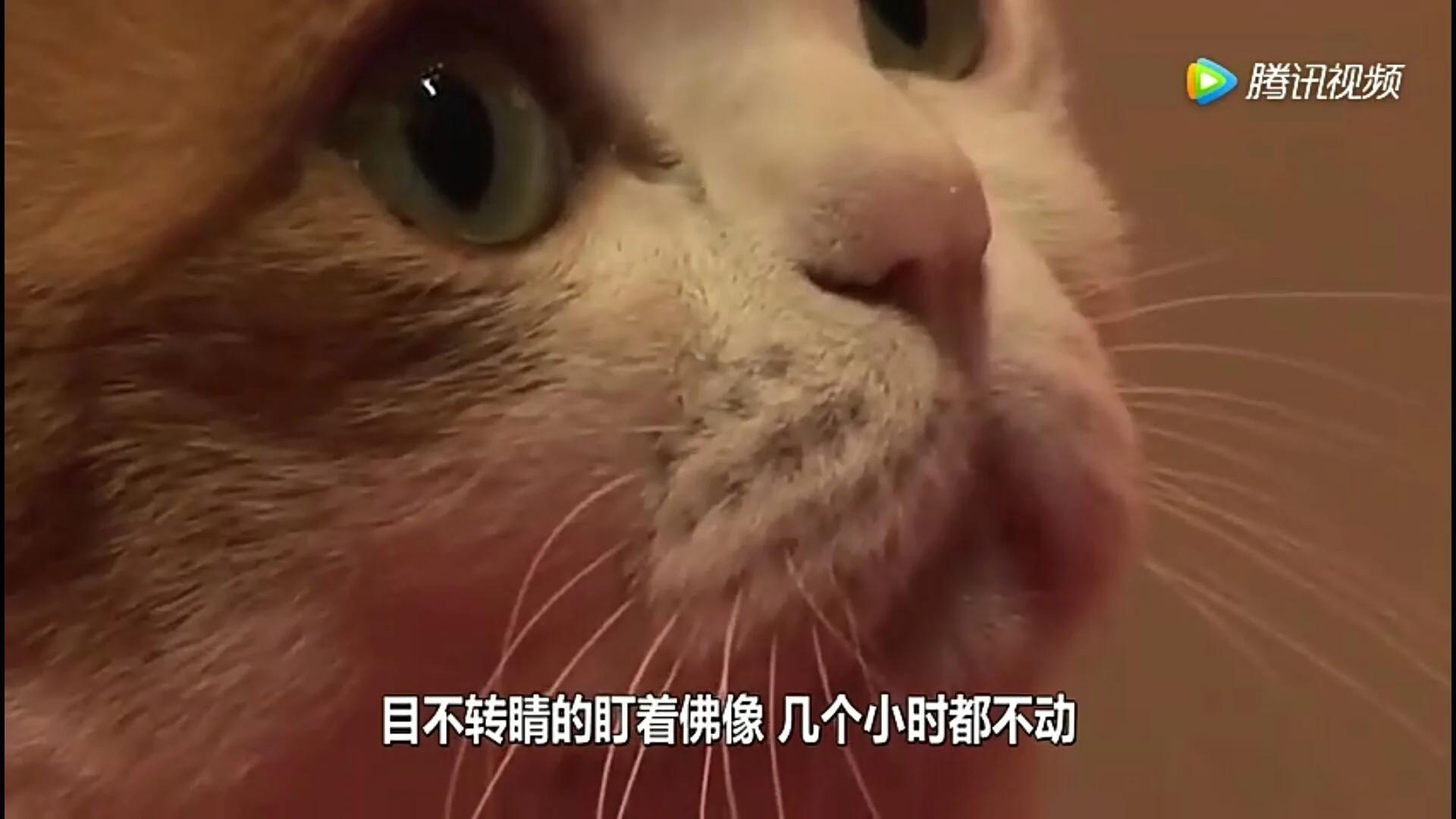 这只猫为报恩在寺庙跪拜4年 吃斋念佛不杀生。
