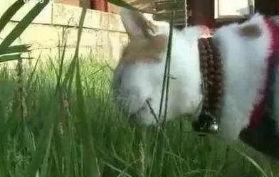 这只猫为报恩在寺庙跪拜4年 吃斋念佛不杀生。