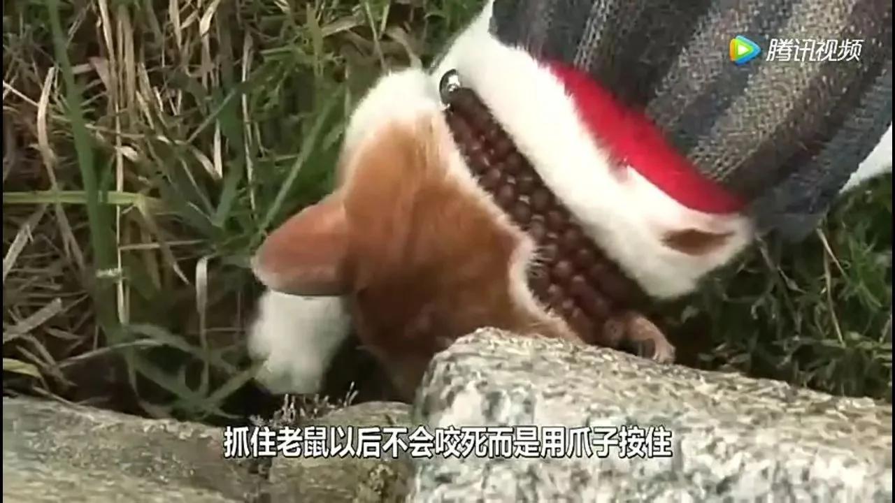 这只猫为报恩在寺庙跪拜4年 吃斋念佛不杀生。