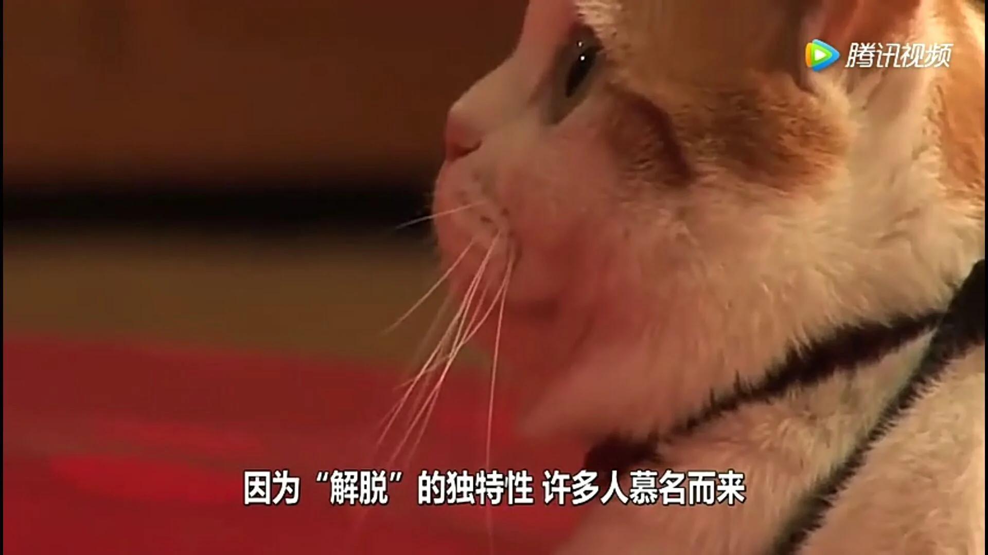 这只猫为报恩在寺庙跪拜4年 吃斋念佛不杀生。