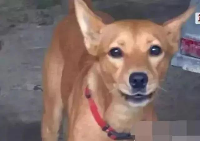 主人不慎掉进山沟 狗狗见状掉头就跑 半个小时就搬来了救兵!