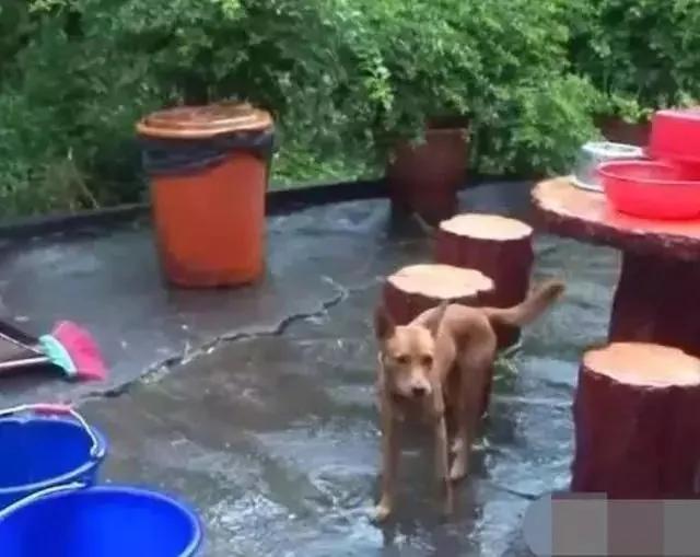 主人不慎掉进山沟 狗狗见状掉头就跑 半个小时就搬来了救兵!