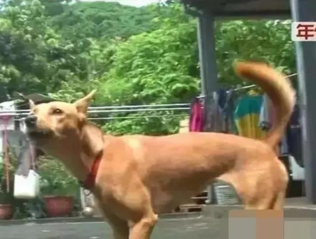 主人不慎掉进山沟 狗狗见状掉头就跑 半个小时就搬来了救兵!