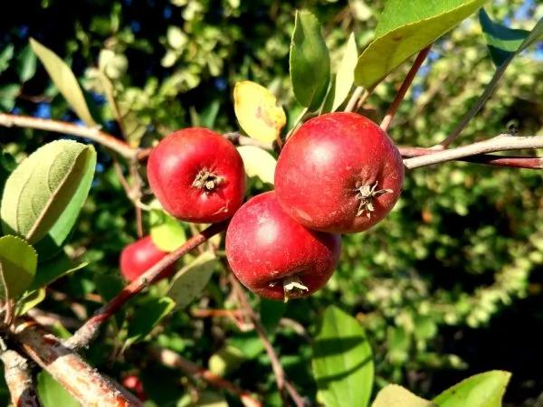 4个信号出现 血管可能「堵塞」了!防止血管老化如何保养?