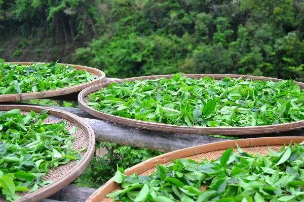 茶叶内幕曝光 真相颠覆你的认知! 看完我就收藏了!