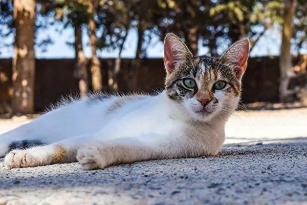 日本流浪猫找到乐园 钻蹦跃飞样样来 乐翻摄影师!