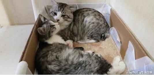 人气猫爸爸全程陪老婆生产 专注地看了整整5小时 让主人感动!