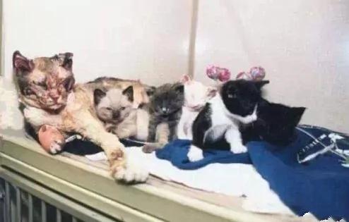 大火突起 这只猫咪冲入火海 进出五次 它的故事感动了无数人!