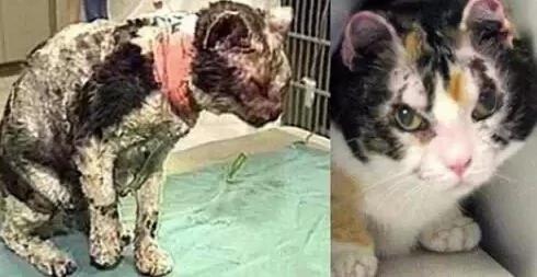 大火突起 这只猫咪冲入火海 进出五次 它的故事感动了无数人!