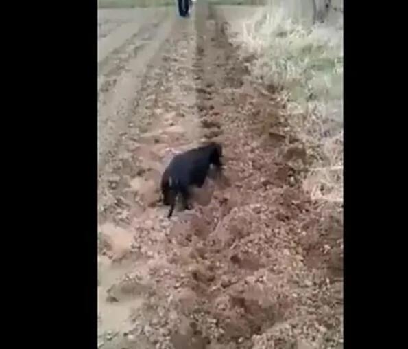 舅舅买肉给狗狗补身体 去了他家才明白 这样的狗狗谁不爱