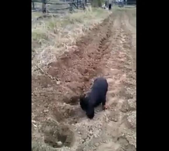 舅舅买肉给狗狗补身体 去了他家才明白 这样的狗狗谁不爱
