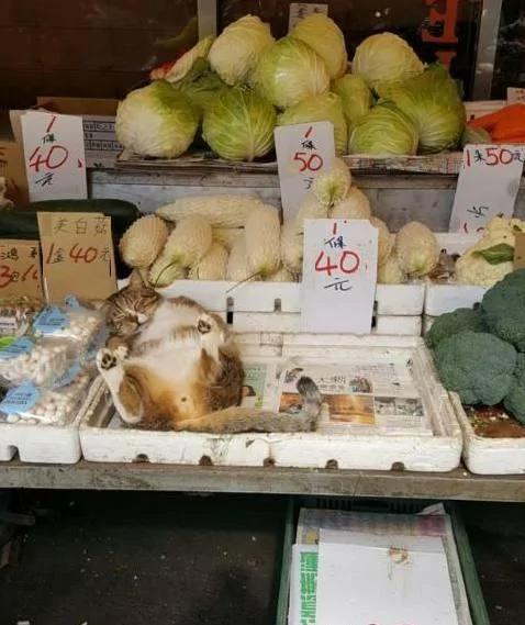猫咪在菜摊上呼呼大睡 路人看到旁边牌子上的字 忍不住笑喷!