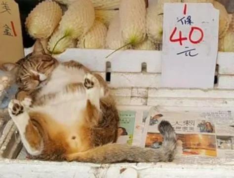 猫咪在菜摊上呼呼大睡 路人看到旁边牌子上的字 忍不住笑喷!