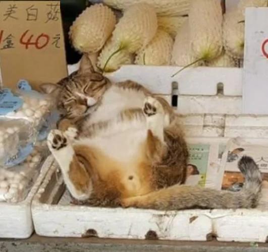 猫咪在菜摊上呼呼大睡 路人看到旁边牌子上的字 忍不住笑喷!