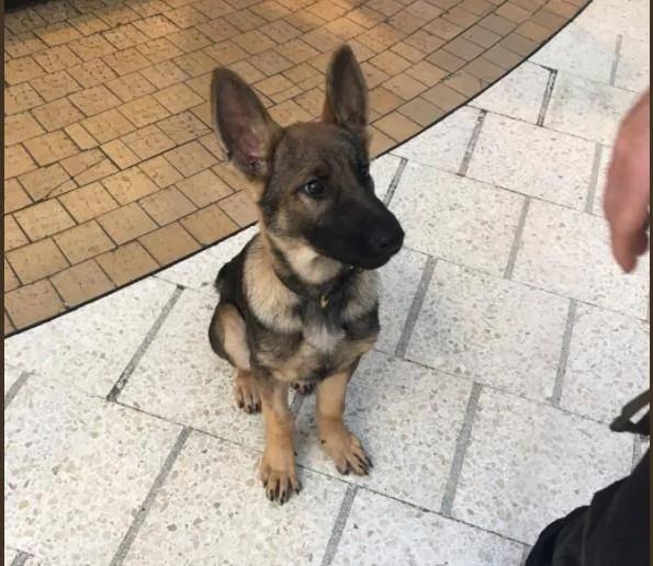 警犬才3月大就要上班 努力“装凶”却萌翻路人!