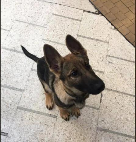 警犬才3月大就要上班 努力“装凶”却萌翻路人!