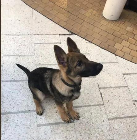警犬才3月大就要上班 努力“装凶”却萌翻路人!
