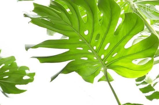 这五种植物千万别在家里养