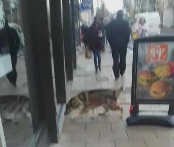 主人把哈士奇绑在塑胶广告牌上 竟然忘了它是雪橇犬 结果悲剧了!