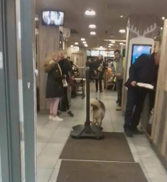 主人把哈士奇绑在塑胶广告牌上 竟然忘了它是雪橇犬 结果悲剧了!
